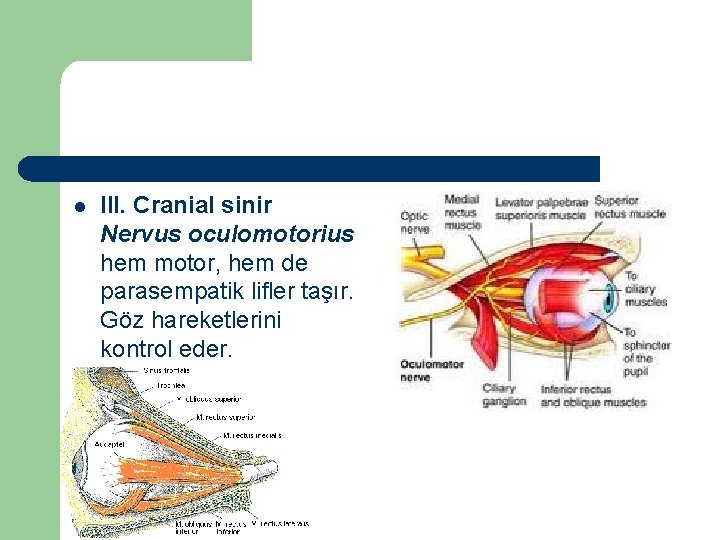 l III. Cranial sinir Nervus oculomotorius hem motor, hem de parasempatik lifler taşır. Göz