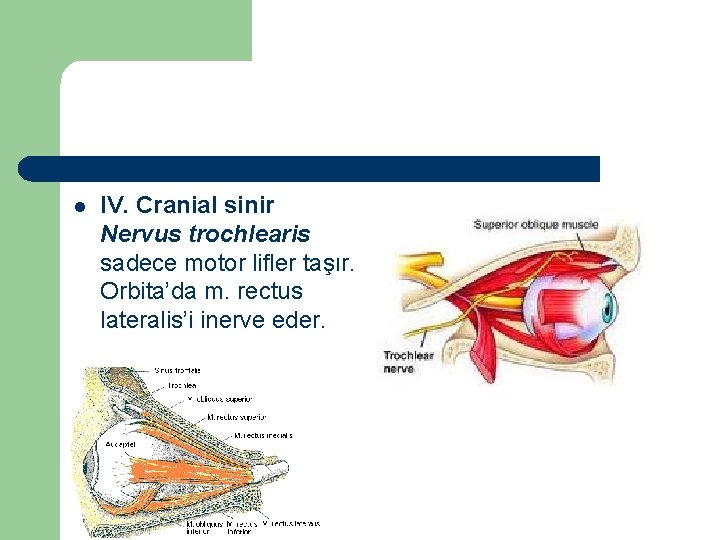 l IV. Cranial sinir Nervus trochlearis sadece motor lifler taşır. Orbita’da m. rectus lateralis’i