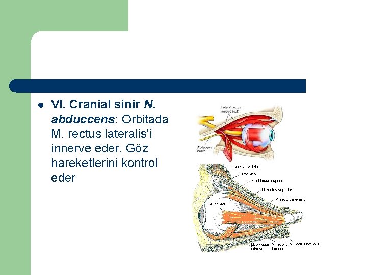 l VI. Cranial sinir N. abduccens: Orbitada M. rectus lateralis'i innerve eder. Göz hareketlerini