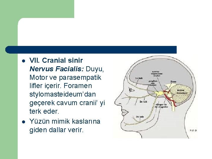 l l VII. Cranial sinir Nervus Facialis: Duyu, Motor ve parasempatik lifler içerir. Foramen