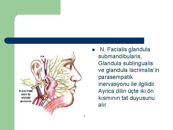 l N. Facialis glandula submandibularis, Glandula sublingualis ve glandula lacrimalis’in parasempatik inervasyonu ile ilgilidir.