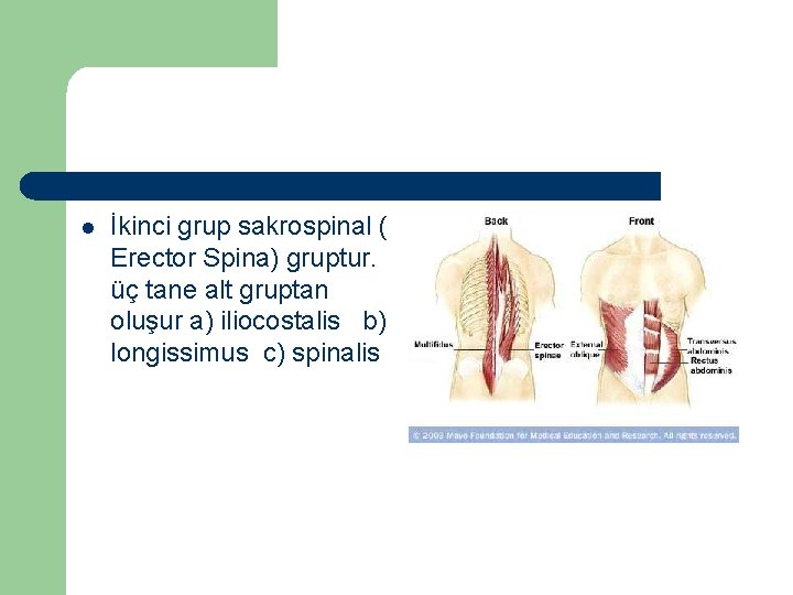 l İkinci grup sakrospinal ( Erector Spina) gruptur. üç tane alt gruptan oluşur a)