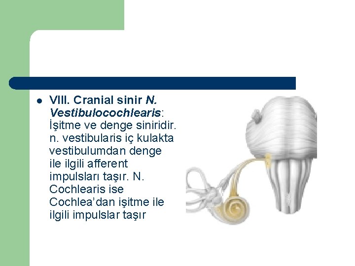 l VIII. Cranial sinir N. Vestibulocochlearis: İşitme ve denge siniridir. n. vestibularis iç kulakta