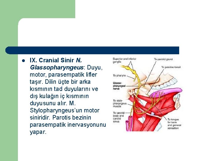 l IX. Cranial Sinir N. Glassopharyngeus: Duyu, motor, parasempatik lifler taşır. Dilin üçte bir