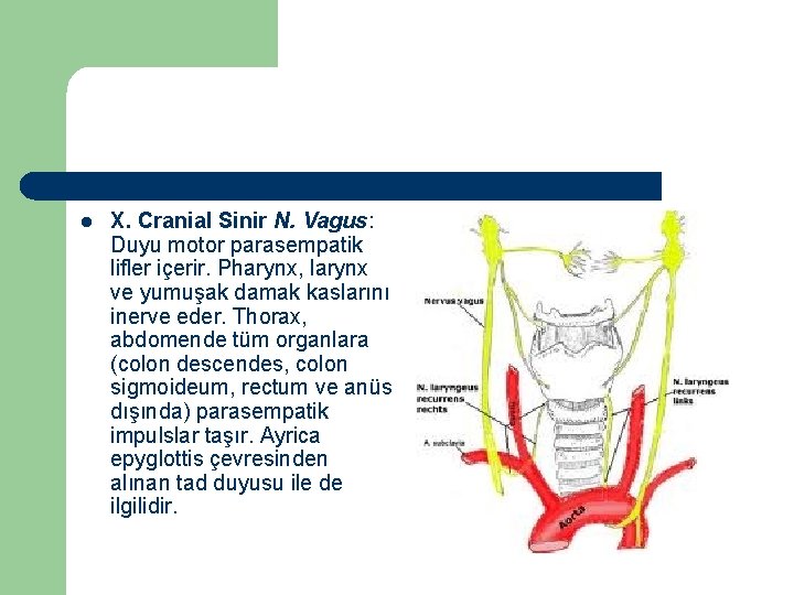 l X. Cranial Sinir N. Vagus: Duyu motor parasempatik lifler içerir. Pharynx, larynx ve