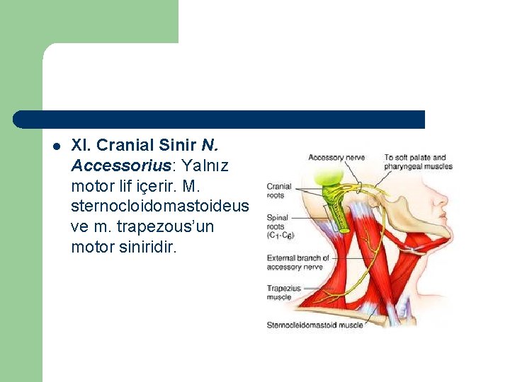 l XI. Cranial Sinir N. Accessorius: Yalnız motor lif içerir. M. sternocloidomastoideus ve m.