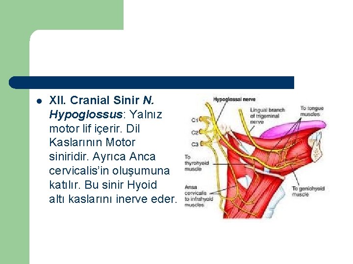 l XII. Cranial Sinir N. Hypoglossus: Yalnız motor lif içerir. Dil Kaslarının Motor siniridir.