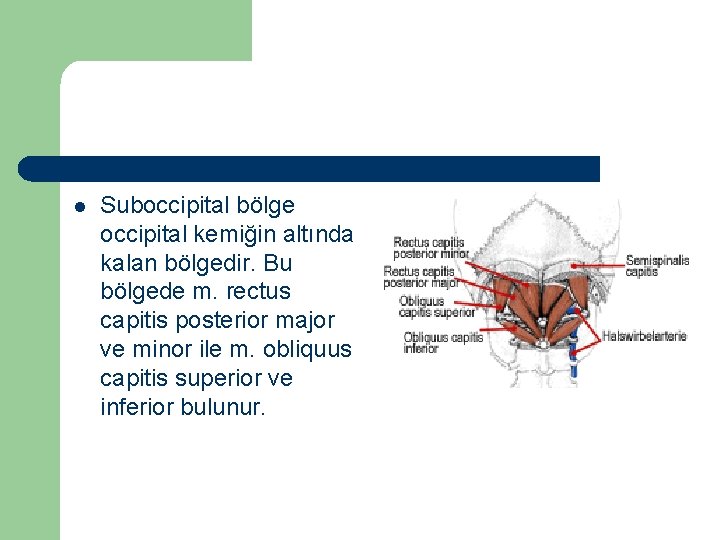 l Suboccipital bölge occipital kemiğin altında kalan bölgedir. Bu bölgede m. rectus capitis posterior