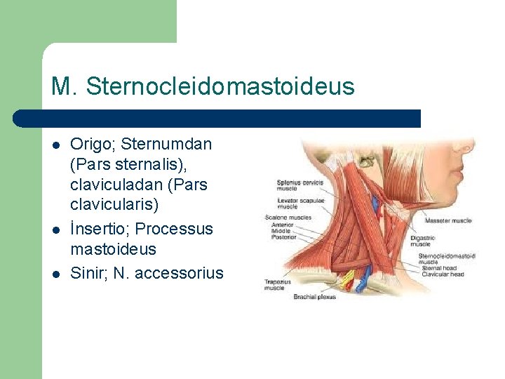 M. Sternocleidomastoideus l l l Origo; Sternumdan (Pars sternalis), claviculadan (Pars clavicularis) İnsertio; Processus