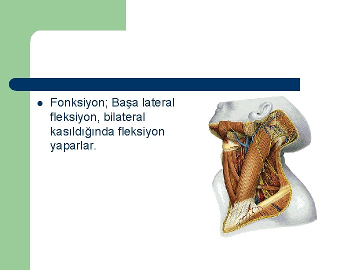 l Fonksiyon; Başa lateral fleksiyon, bilateral kasıldığında fleksiyon yaparlar. 