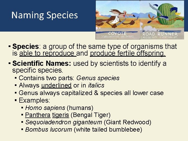 Naming Species ▪ Species: a group of the same type of organisms that is