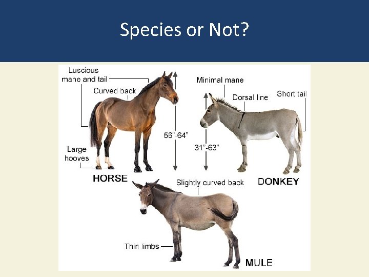 Species or Not? 