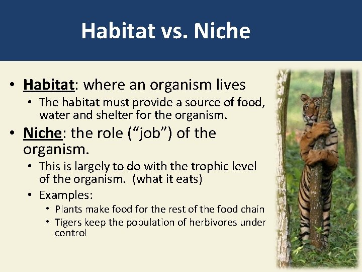 Habitat vs. Niche • Habitat: where an organism lives • The habitat must provide