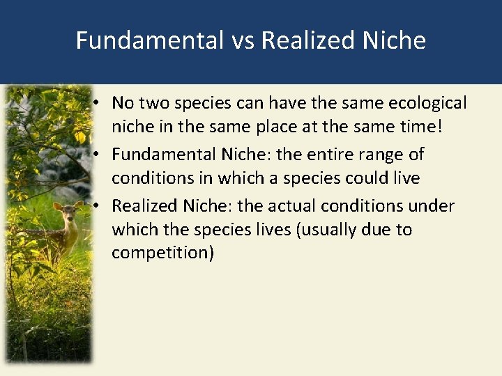 Fundamental vs Realized Niche • No two species can have the same ecological niche