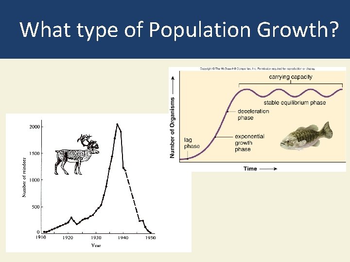 What type of Population Growth? 