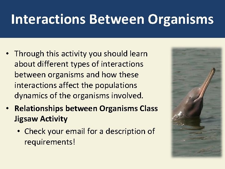 Interactions Between Organisms • Through this activity you should learn about different types of