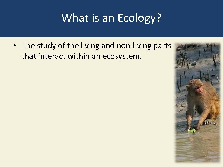 What is an Ecology? • The study of the living and non-living parts that