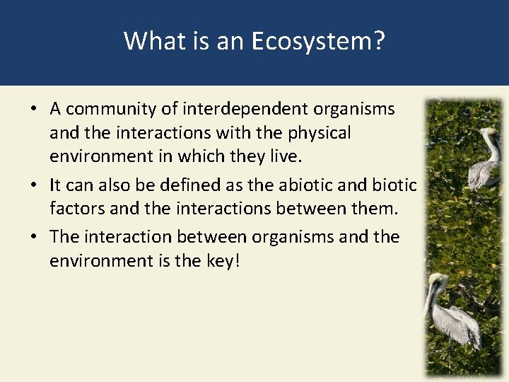 What is an Ecosystem? • A community of interdependent organisms and the interactions with