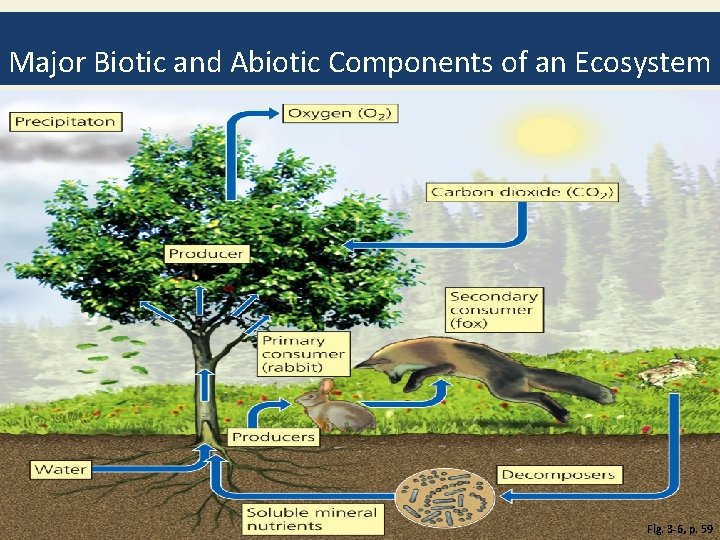 Major Biotic and Abiotic Components of an Ecosystem Fig. 3 -6, p. 59 