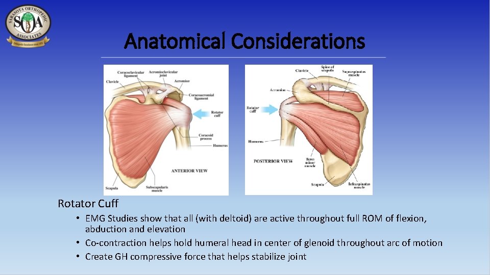 Anatomical Considerations Rotator Cuff • EMG Studies show that all (with deltoid) are active