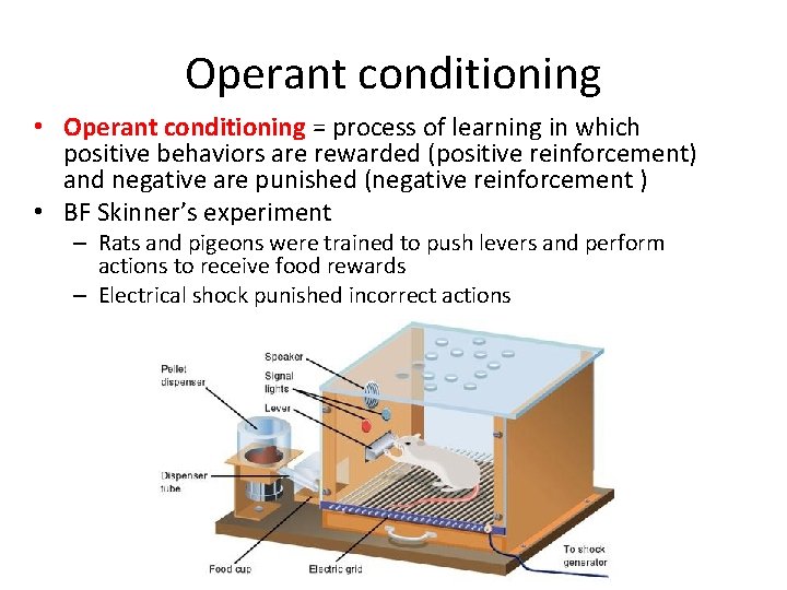 Operant conditioning • Operant conditioning = process of learning in which positive behaviors are