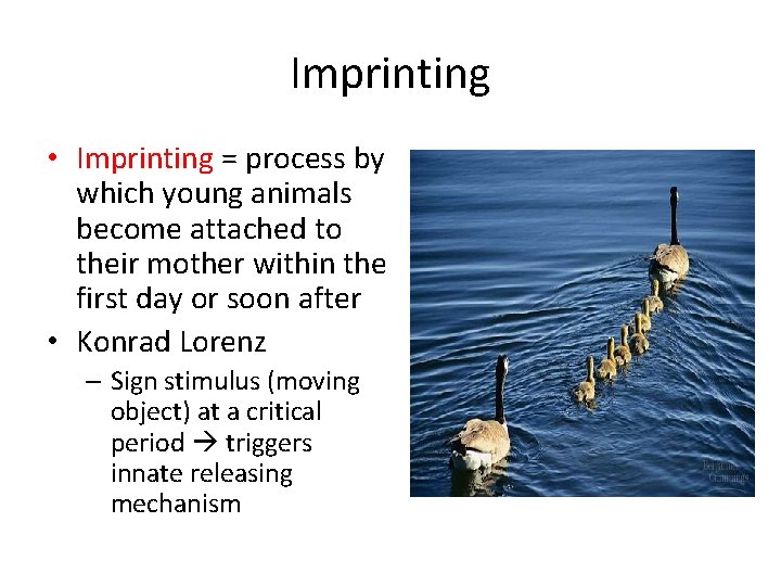 Imprinting • Imprinting = process by which young animals become attached to their mother