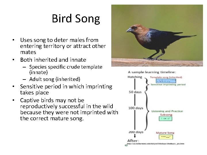 Bird Song • Uses song to deter males from entering territory or attract other