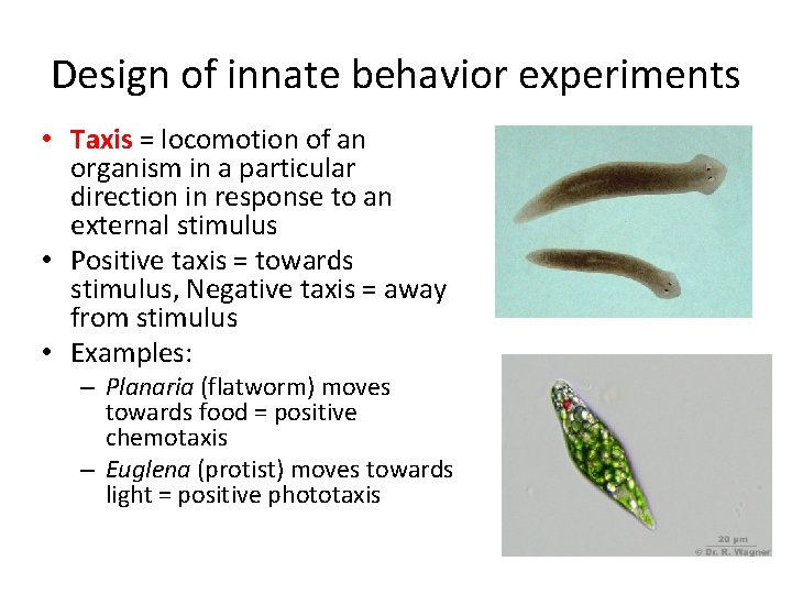 Design of innate behavior experiments • Taxis = locomotion of an organism in a