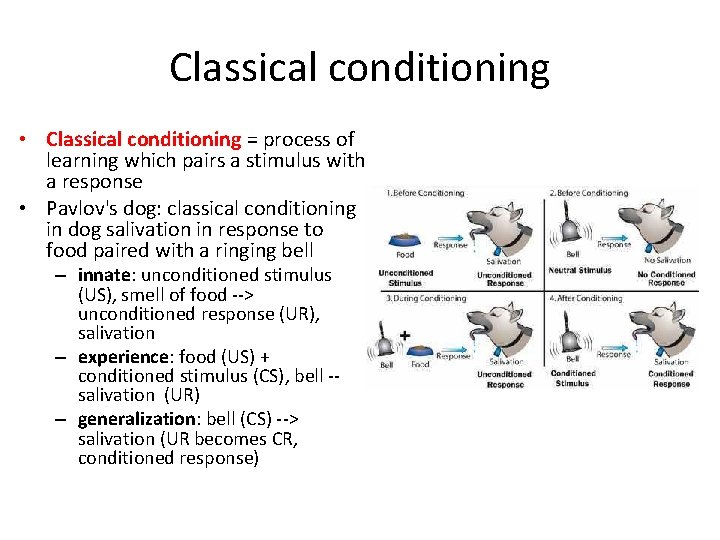 Classical conditioning • Classical conditioning = process of learning which pairs a stimulus with