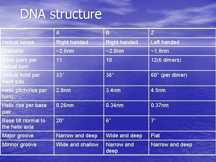 DNA structure A B Z Helical sense Right handed Left handed Diameter ~2. 6