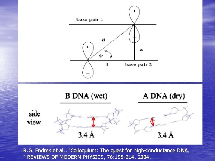 R. G. Endres et al. , "Colloquium: The quest for high-conductance DNA, " REVIEWS