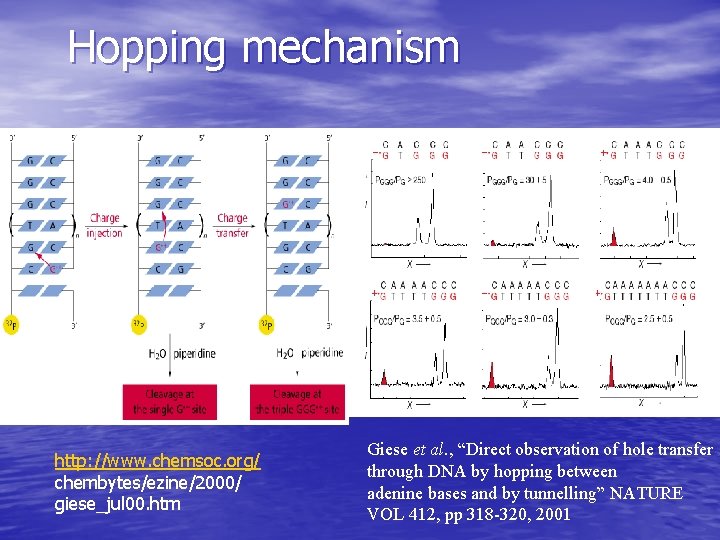 Hopping mechanism http: //www. chemsoc. org/ chembytes/ezine/2000/ giese_jul 00. htm Giese et al. ,