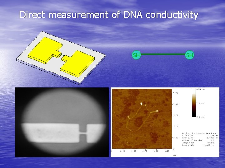 Direct measurement of DNA conductivity SH SH 