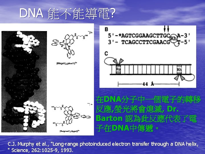 DNA 能不能導電? 在DNA分子中一個電子的轉移 反應, 螢光將會熄滅, Dr. Barton 認為此反應代表了電 子在DNA中傳遞。 C. J. Murphy et al.
