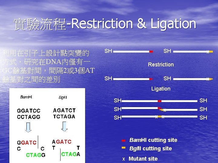 實驗流程-Restriction & Ligation 利用在引子上設計點突變的 方式，研究在DNA內僅有一 GC鹼基對間，間隔 2或 3個AT 鹼基對之間的差別 SH SH X Restriction SH
