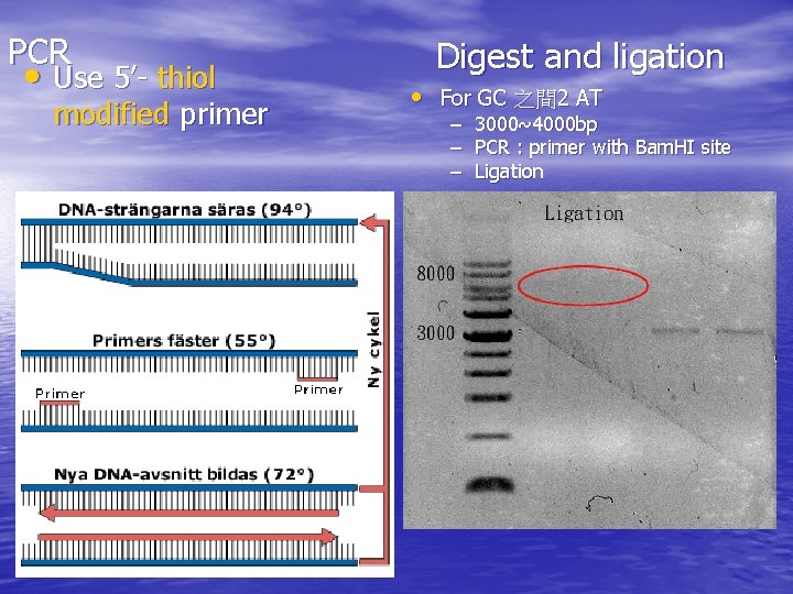 PCR • Use 5’- thiol modified primer Digest and ligation • For GC 之間