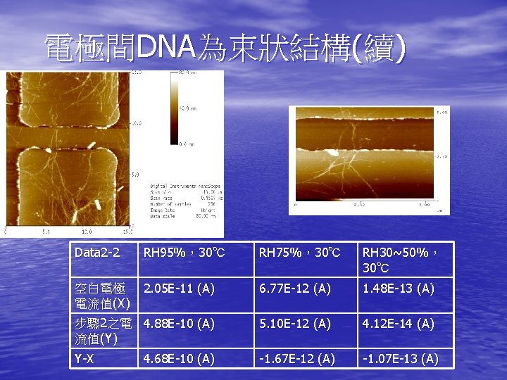 電極間DNA為束狀結構(續) Data 2 -2 RH 95%，30℃ RH 75%，30℃ RH 30~50%， 30℃ 空白電極 電流值(X) 2.