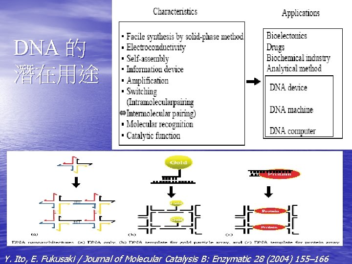 DNA 的 潛在用途 Y. Ito, E. Fukusaki / Journal of Molecular Catalysis B: Enzymatic