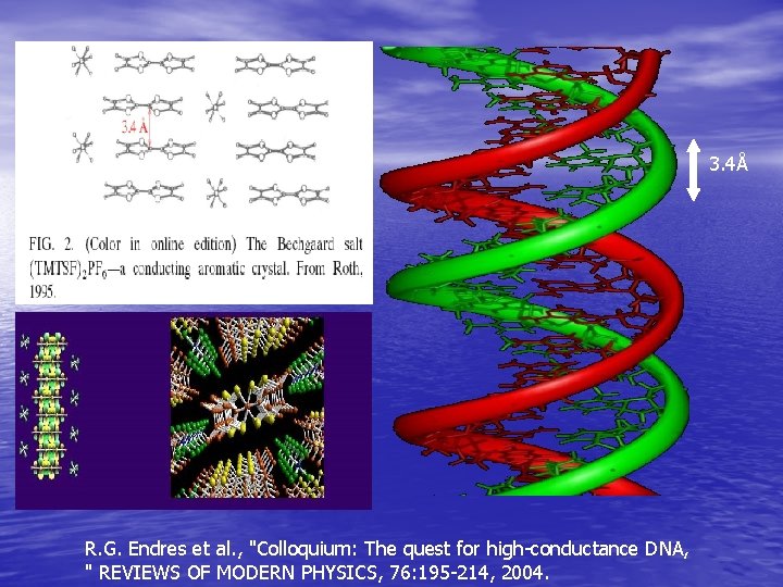 3. 4Å R. G. Endres et al. , "Colloquium: The quest for high-conductance DNA,