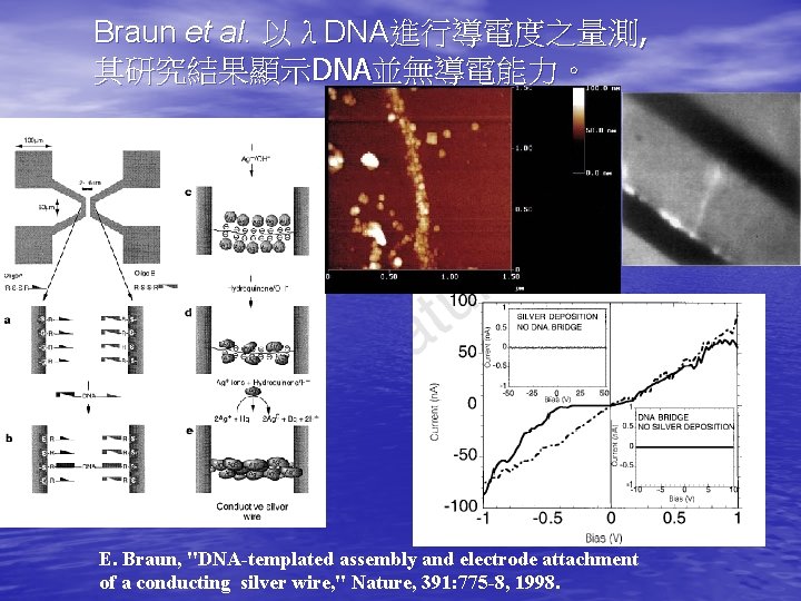 Braun et al. 以λDNA進行導電度之量測, 其研究結果顯示DNA並無導電能力。 E. Braun, "DNA-templated assembly and electrode attachment of a