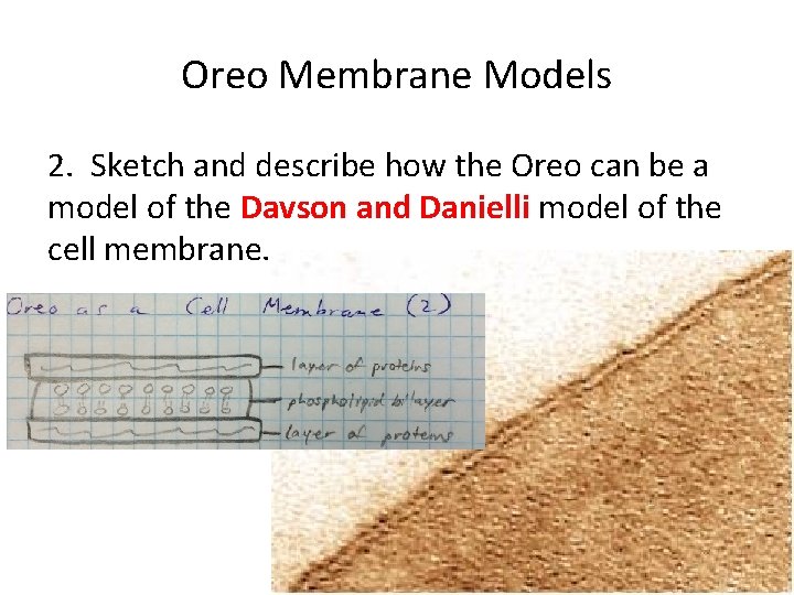 Oreo Membrane Models 1 Sketch and describe how