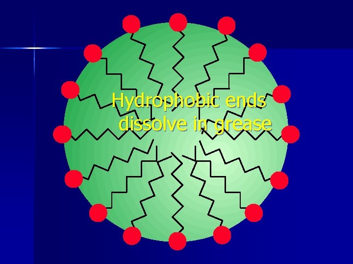 Hydrophobic ends dissolve in grease 