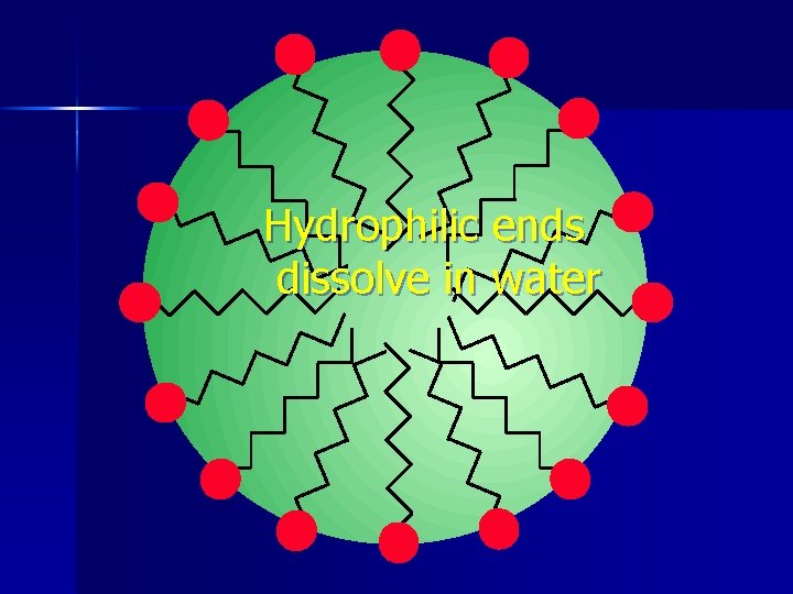 Hydrophilic ends dissolve in water 