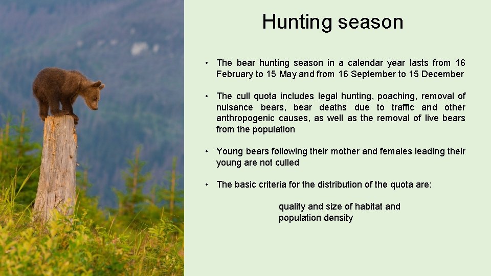Hunting season • The bear hunting season in a calendar year lasts from 16