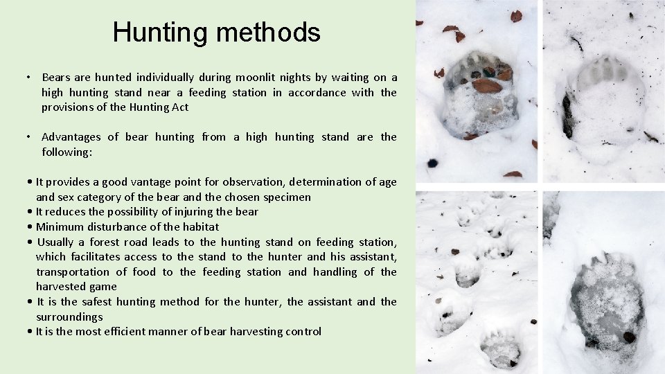 Hunting methods • Bears are hunted individually during moonlit nights by waiting on a