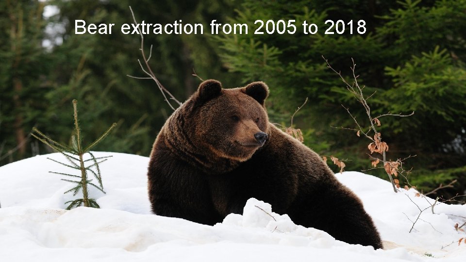 Bear extraction from 2005 to 2018 