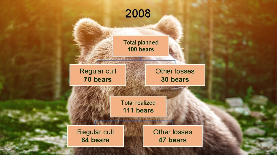 2008 Total planned 100 bears Regular cull 70 bears Other losses 30 bears Total