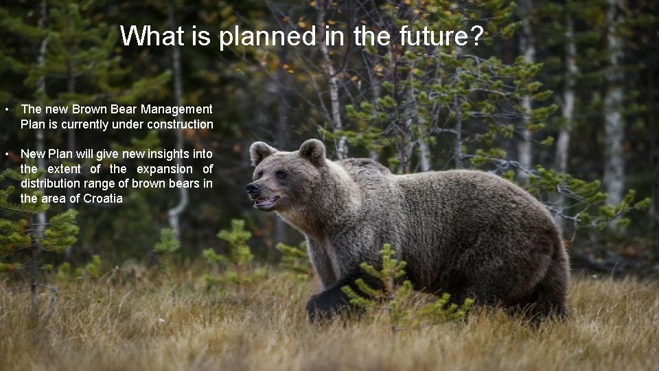 What is planned in the future? • The new Brown Bear Management Plan is