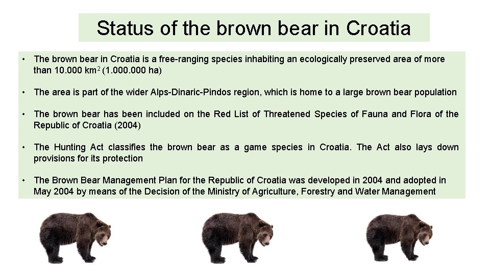 Status of the brown bear in Croatia • The brown bear in Croatia is