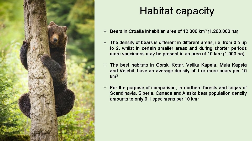Habitat capacity • Bears in Croatia inhabit an area of 12. 000 km 2